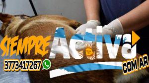 Miércoles 29 | Castración de Perros y Gatos en el Barrio “Las Garzas”