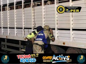 Ganado Bovino de Mercedes con Destino a Córdoba Tuvo que Regresar por Incumplimiento Sanitario